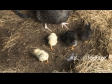 Chicks 2 1710